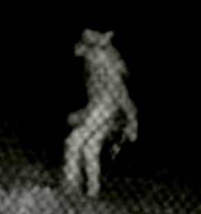 動物園のカメラに謎の生き物、当局が正体推測を呼び掛け　米