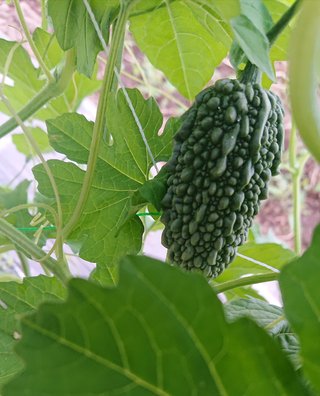 今夜の晩ごはん