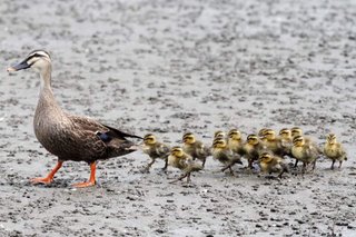 【千葉県】ラッシュ時の線路にカルガモ親子が迷い込み上下線がストップ【京成線】
