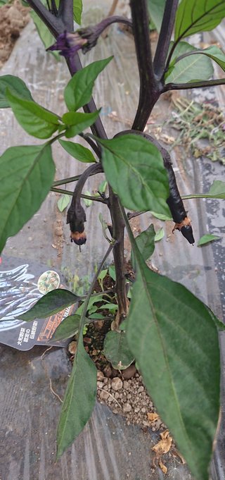 今夜の晩ごはん