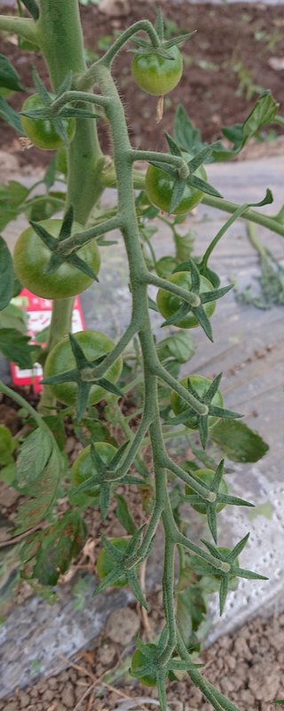 今夜の晩ごはん