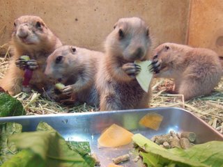 母親“サクラ”から生まれた事に由来…プレーリードッグ4頭の愛称「モリ・ヤマ・ナオ・タロウ」に