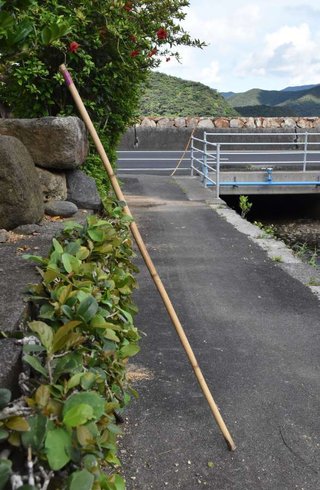 コツは「頭を狙ってたたく」 2メートルの用心棒があちこちに立つ集落とは　奄美大島 