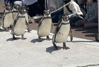 鳥好きさん、いませんか？