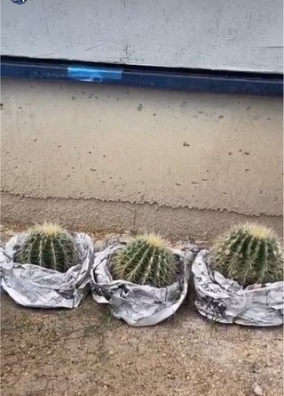 インスタあすか