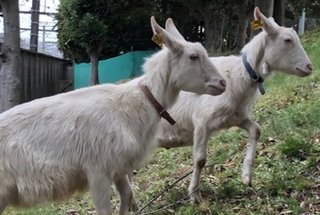【神奈川】ＪＲ鶴見線浅野駅線路に「ヤギえんちょう」２頭が侵入　電車緊急停車、一時運行できず
