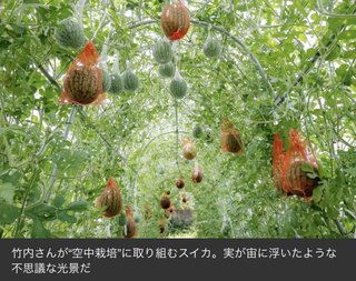 暑さ忘れる珍風景 スイカ“空中栽培”　岡山・和気の竹内さん