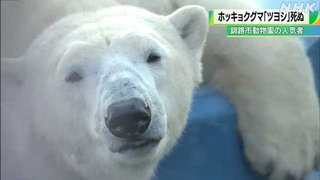 【北海道】実はメス ホッキョクグマの「ツヨシ」横浜市の動物園で死ぬ 