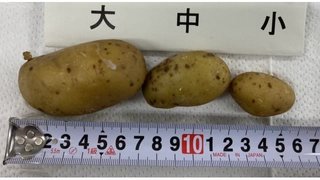 【長野】小学校で栽培したジャガイモで食中毒　児童ら45人に症状　病因物質はソラニン