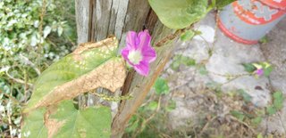 朝顔の種って今から植えても夏の間に咲いてくれる？