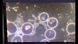 奴らは  毒ワクチン接種を煽る華僑工作員だよww