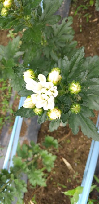 今日の予定おしえてー