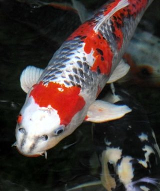 スイスイ泳ぐコイ、目を凝らすと…ニャンと、ネコの顔？！　丹波篠山 