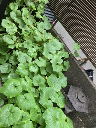 植物って凄い。