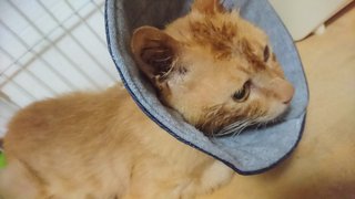 ヨダレ出してる野良猫