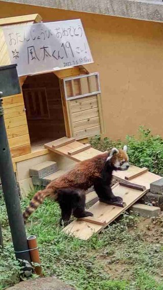 立ち姿が人気を博したレッサーパンダ・風太くんが19歳の誕生日　人間に換算すると８０歳超え