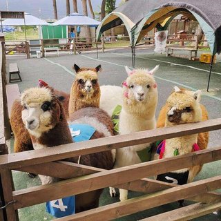 アルパカ抗体　新型コロナ全変異株に有効　京大など　２年後実用化へ