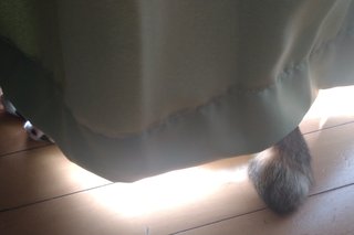 猫がみたい