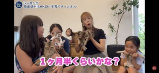 このYouTuber猫動画は酷い？