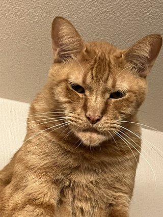 獣医「この子シャクレてますね」 猫の写真に「マジだ…」「面構えで吹いた」