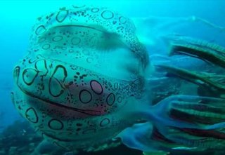 【グロ注意】新種のクラゲ？ パプアニューギニアで発見された謎の生物が話題
