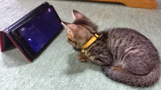猫がみたい