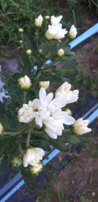 今日の予定おしえてー