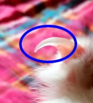 ２０万円で購入、爪切断の子猫が「死んだ」…ペットショップに別の猫求める