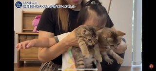 このYouTuber猫動画は酷い？