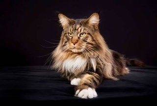 獣医「この子シャクレてますね」 猫の写真に「マジだ…」「面構えで吹いた」