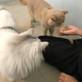 猫がみたい