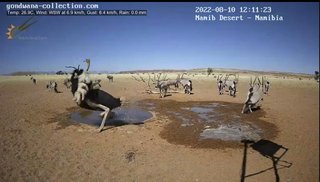 砂漠に設置された人工水飲み場を見守るライブカメラ配信が癒されると話題