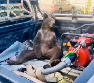 子グマがぐでんぐでんに酩酊...原因はハチミツ？足を広げてトラック荷台に座り込む