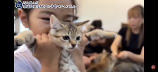 このYouTuber猫動画は酷い？