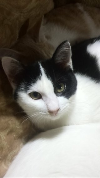 猫について何でもどうぞ【ねこ総合】