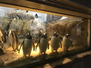 「びっくりするわ！」「ライブが始まりそう」　動植物園のペンギンが…？