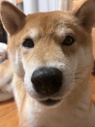 【総合】語り合おう【柴犬】