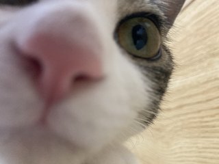 猫がみたい