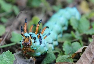 グロ注意　一斉に木から降りてくる米最大級の芋虫「ヒッコリー・ホーンド・デビル」 