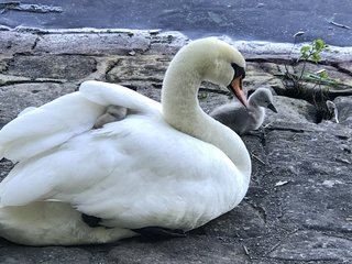 鳥好きさん、いませんか？