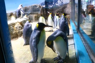 &#x{11:F8E2};なんでもいｰから&#x{11:F8E2};