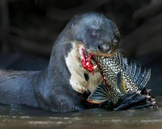 世界最大のカワウソ「オオカワウソ｣怖すぎる