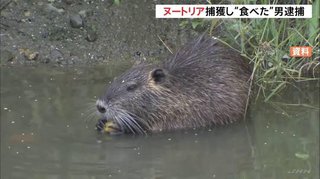 日本に野生のヌートリアがいるって夢があるわね