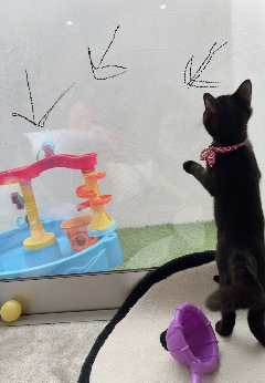 新　川崎希　アレクサンダー　ブログ