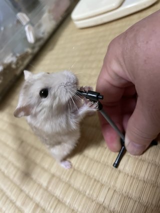 あなたの癒しってなに？