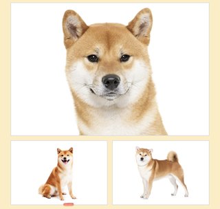 【総合】語り合おう【柴犬】