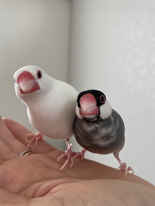 鳥好きさん、いませんか？