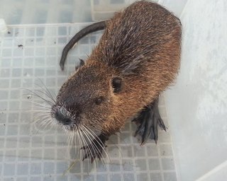 【愛知】特定外来生物の「ヌートリア」を捕獲し“食べた”ズオン・タイン・ズンを逮捕 動画を投稿　