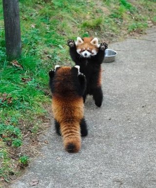 レッサーパンダに威嚇された時の対処法