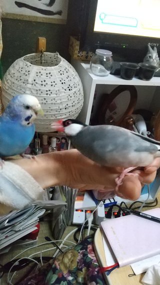 鳥好きさん、いませんか？